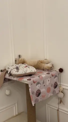 Comfiest position possible #britishshorthair #kittensoftiktok 