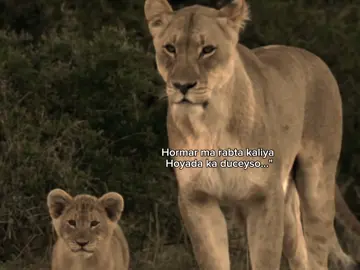 💯❤️ #fyp #foryoupage #somalitiktok #abii.fx