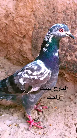 #حمام #متابعة #جنايه_الكل_عله_راسي #جنايه_حمام 