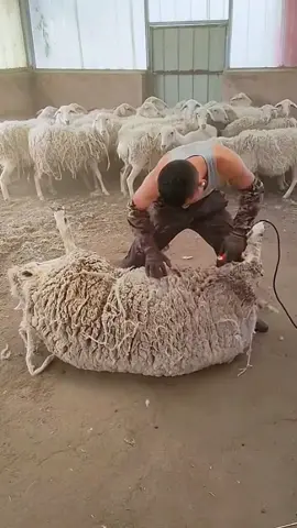 Think Shearing Is Optional_ Here_#shorts 