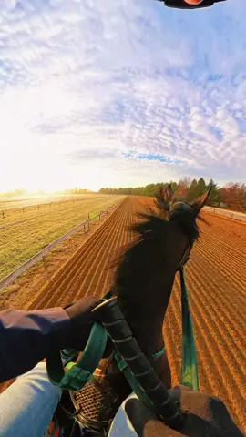 Breezing Racehorses at the farm. This horse was a bit tough 😂. #horseracing #horseriding #racetrack #fyp #horsesontiktok 