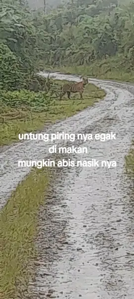 #lokasi desa sejudo kec. pante bidari kab.aceh timur polis belum jugak datang²