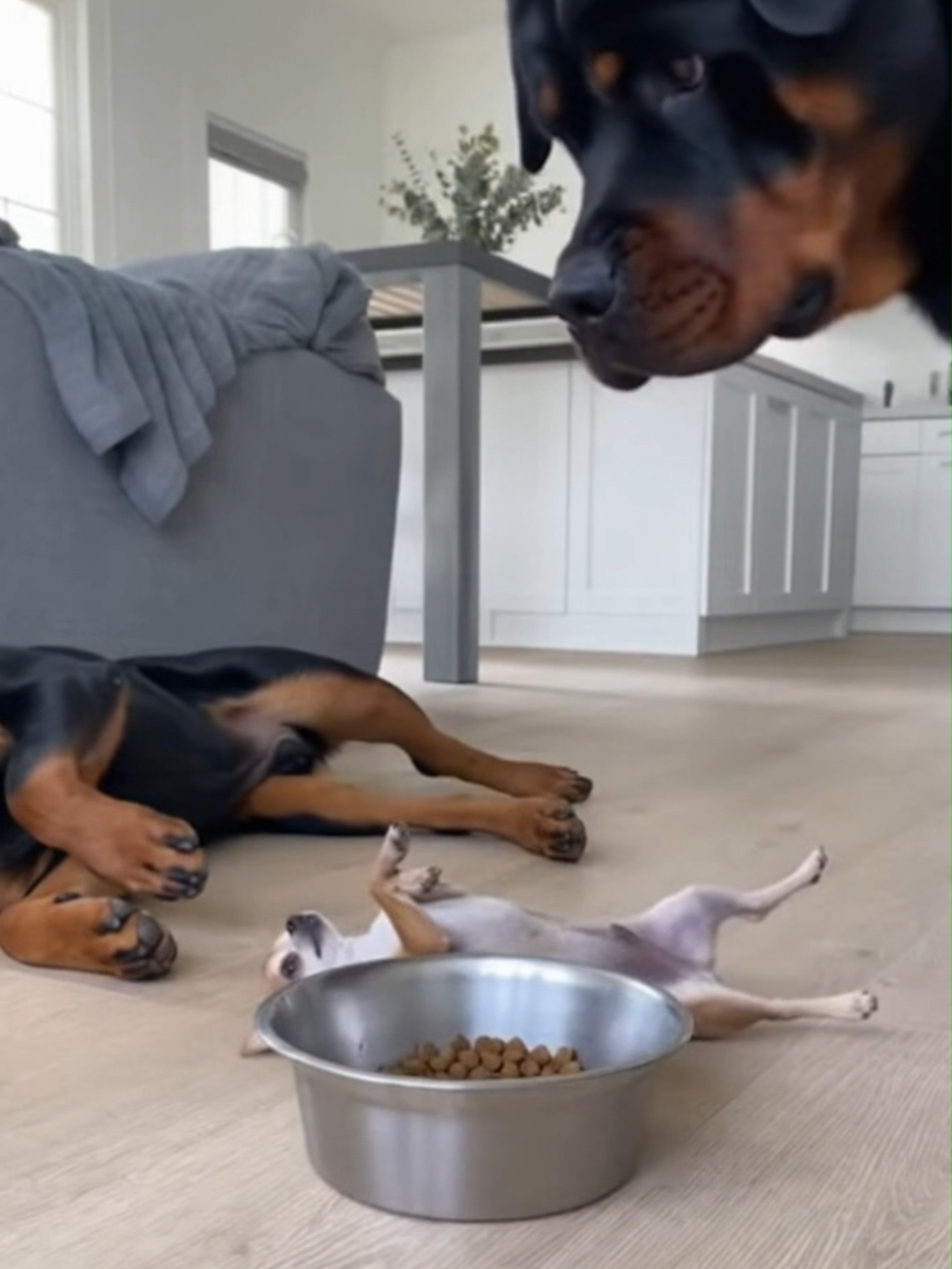Chihuahua Steals the Puppy’s Food 😅 #pets #dog #puppy #funny