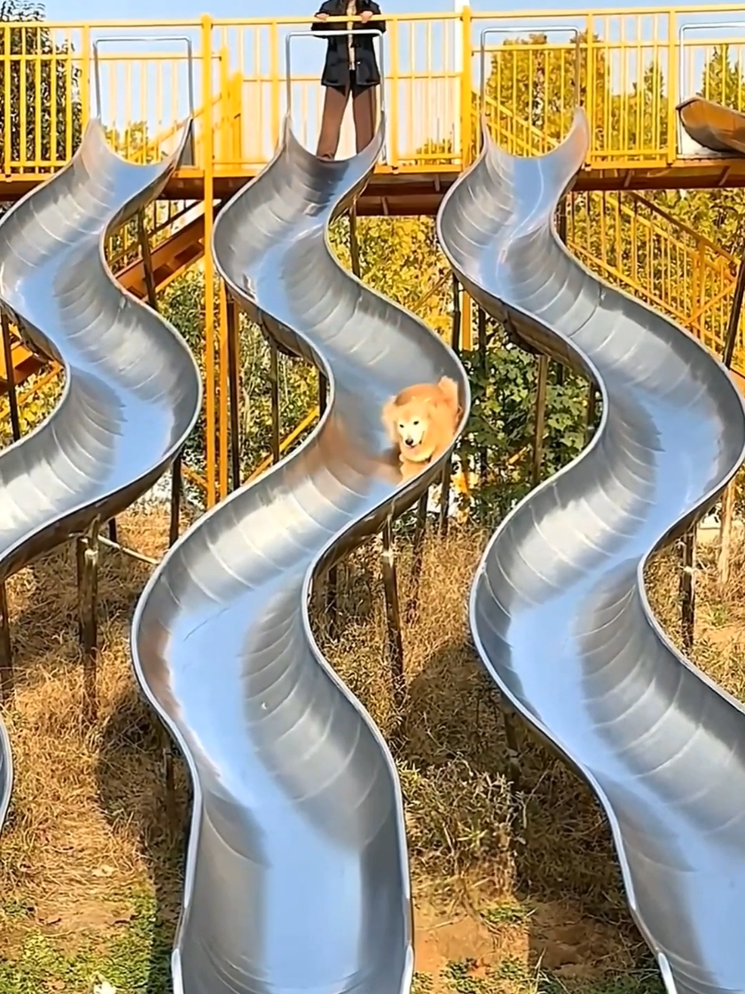 Sweet boy. #goldenretriever #dog #doglover 