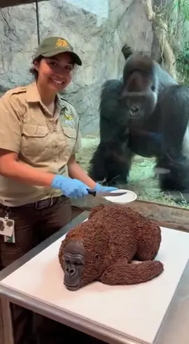 Gorilla Faints After Seeing Her Cut the Gorilla Cake! 🦍😂🍰#FunnyGorilla#GorillaFaint#ZooReaction#zoo 