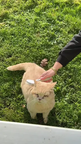 Лева как всегда не доволен #британский #Лева #германия #рычит #котЛева 