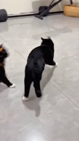 tiada hari tanpa keributan#kucinglucu #kucinggemoy 