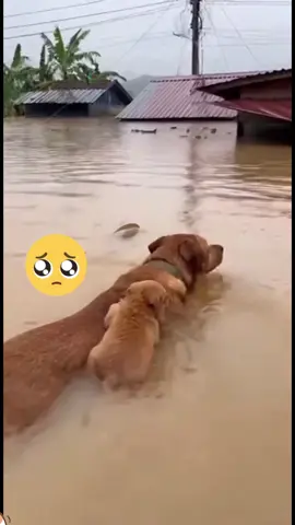 น้ำท่วมใหญ่#น้ําท่วมหาดไหญ่ #สตอรี่ความรู้สึก #ตุ๊บป่อง 