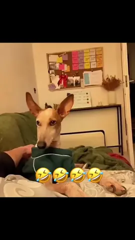 #funny #animals #voiceover #viral #fyp 