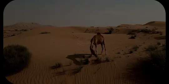 طمأنينه 🕊️🤍 #راحة_نفسية #عبدالرحمن_مسعد #قران_كريم #قران #quran 