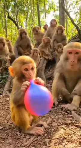 Funniest Monkey Moments You’ll Watch Today! #FunnyMonkey #MonkeyPrank #funnyshorts #viralshort  #AnimalComedy 