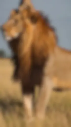 #CapCut درب العدل ممشانا.. #تصميم_فيديوهات🎶🎤🎬 #ترند_تيك_توك #ليك_متابعه_فولو #مشاهير_تيك_توك 