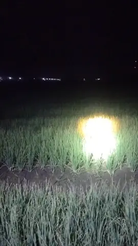 😎.lapor bos 🐁🐁🐀🐀 ew do dj nan#petanimuda #fyp #purwodadi #Grobogan #petanibawang 