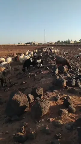 وارفع ستار الهم عن كل محزون#foryoupage #fyp #الباديه_الشماليه_الشرقيه #رماح_ديرتي 