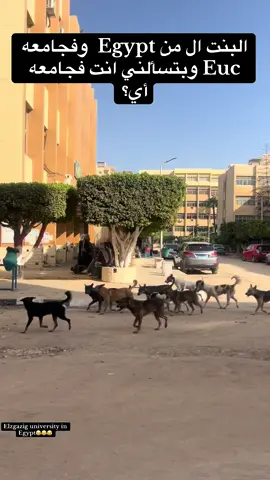 ##foryou #اكسبلور #fypシ゚ #جامعهالزقازيقzagazig_university #trending 