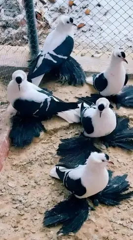 🕊️ কবুতরের ভালোবাসার অপূর্ব এক মুহূর্ত  #কবুতর #ল্যান্ডিং #পাখিরসৌন্দর্য #প্রকৃতিপ্রেম #BirdLanding 