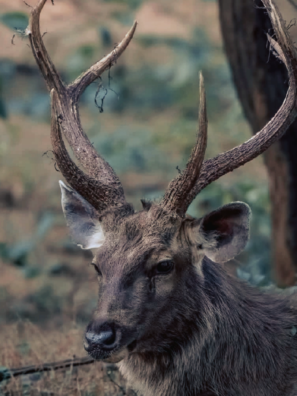 Rusa sambar adalah jenis rusa besar yang umum berhabitat di Asia. Spesies yang umum memiliki ciri khas tubuh yang besar dengan warna bulu kecokelatan. Sambar dapat tumbuh setinggi 102 cm–160 cm sampai bahu dengan berat sekitar 546 kg. Sambar umumnya berhabitat di hutan dan bergantung pada tanaman semak atau rerumputan. Mereka umumnya hidup dalam kelompok dengan anggota 5–6 anggota. Rusa sambar (Cervus unicolor syn. Cervus aristotelis) mendiami sebagian besar Asia Selatan dengan batas sampai wilayah Himalaya. Selain itu dapat pula ditemukan di hutan tropis Burma, Thailand, Indocina, Semenanjung Malaya), Tiongkok Selatan (termasuk Hainan), Taiwan, serta di pulau Sumatra dan Kalimantan di Indonesia.  . Berdasarkan daftar merah IUCN, rusa sambar (Cervus unicolor) dikategorikan sebagai spesies 