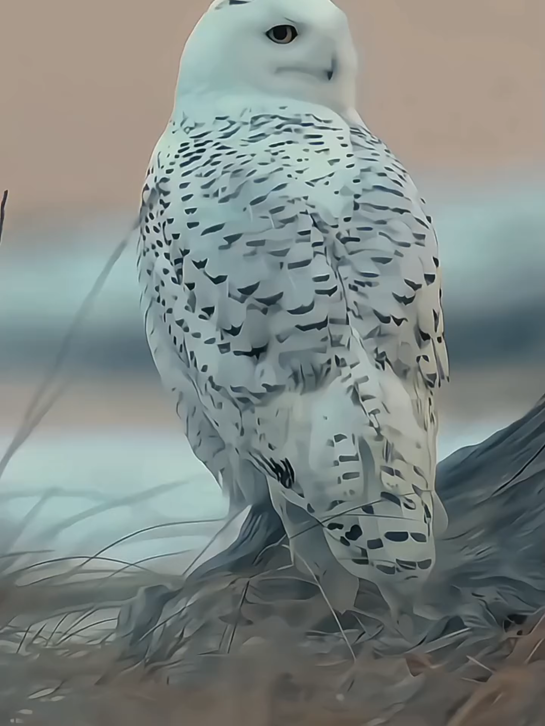 Burung hantu salju itu keliatannya kalem, tapi dia salah satu pemburu paling ganas di kutub utara. Mereka bisa denger suara mangsa dari jarak jauh, bahkan yang sembunyi di bawah salju. Sayapnya sunyi banget saat terbang, jadi mangsa nggak sadar udah ‘game over’. Tapi walaupun galak, burung ini penting banget buat jaga keseimbangan ekosistem tundra. Keren ya, hewan putih cantik tapi mematikan ini #burunghantu #burung #salju #hewan