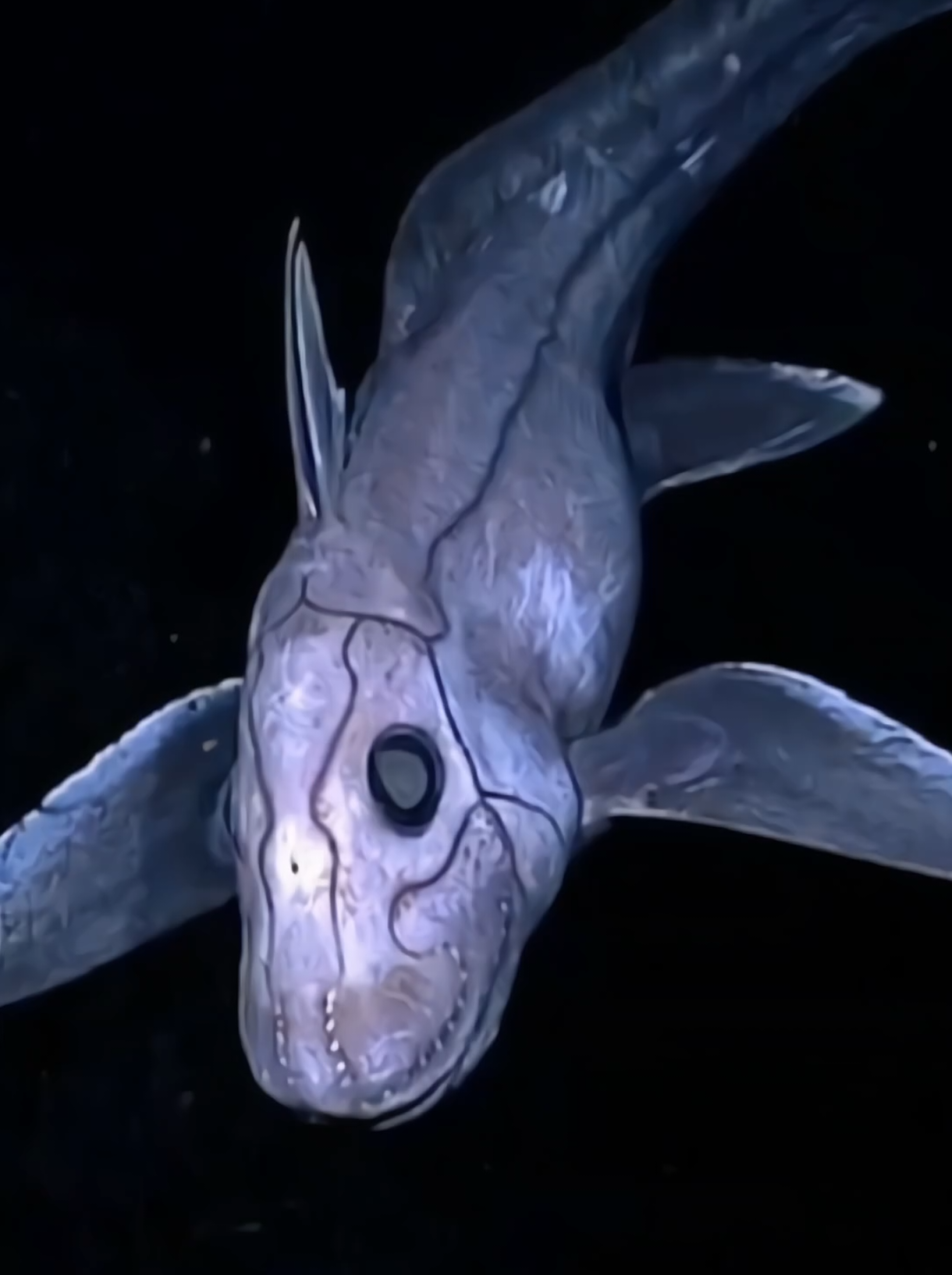 Animais que Você Ainda Não Conhece!😱 #natureza #animais #curiosidades #animals 