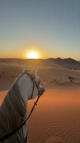 زهيروو ♥️ #خيل_وخياله🐎 #عز_الفوارس #4u 