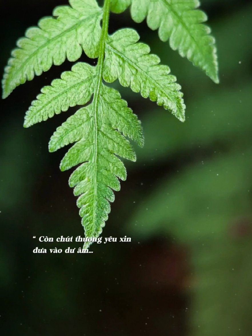 Còn nhớ tên nhau xin gọi trong giấc mộng... [ Cỏ Úa _ Linh Nhi ft Anh Quân idol ] #coua  #linhnhi  #anhquanidol  #nhacbuontamtrang  #thanham1991 