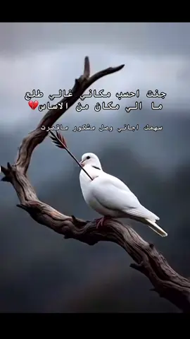 مشكور ماقصرت