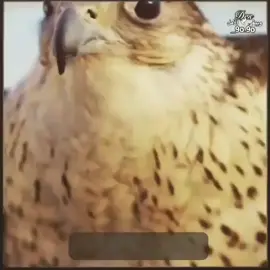 #طابت_اوقاتكم_بكل_خير ✨✨✨✨✨✨✨✨✨