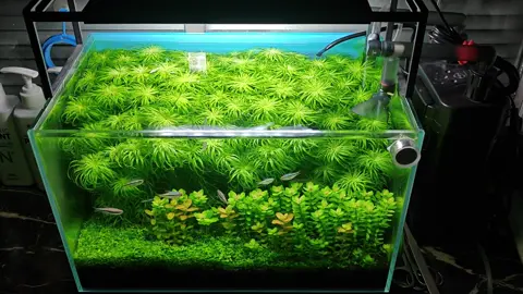 #foryou #trending #natureaquarium #becadep #freshwateraquarium 