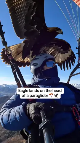 I didn't think I would have such a wonderful encounter 🦅🦅#creatorsearchinsights #eagle #birdflight #naturelovers 