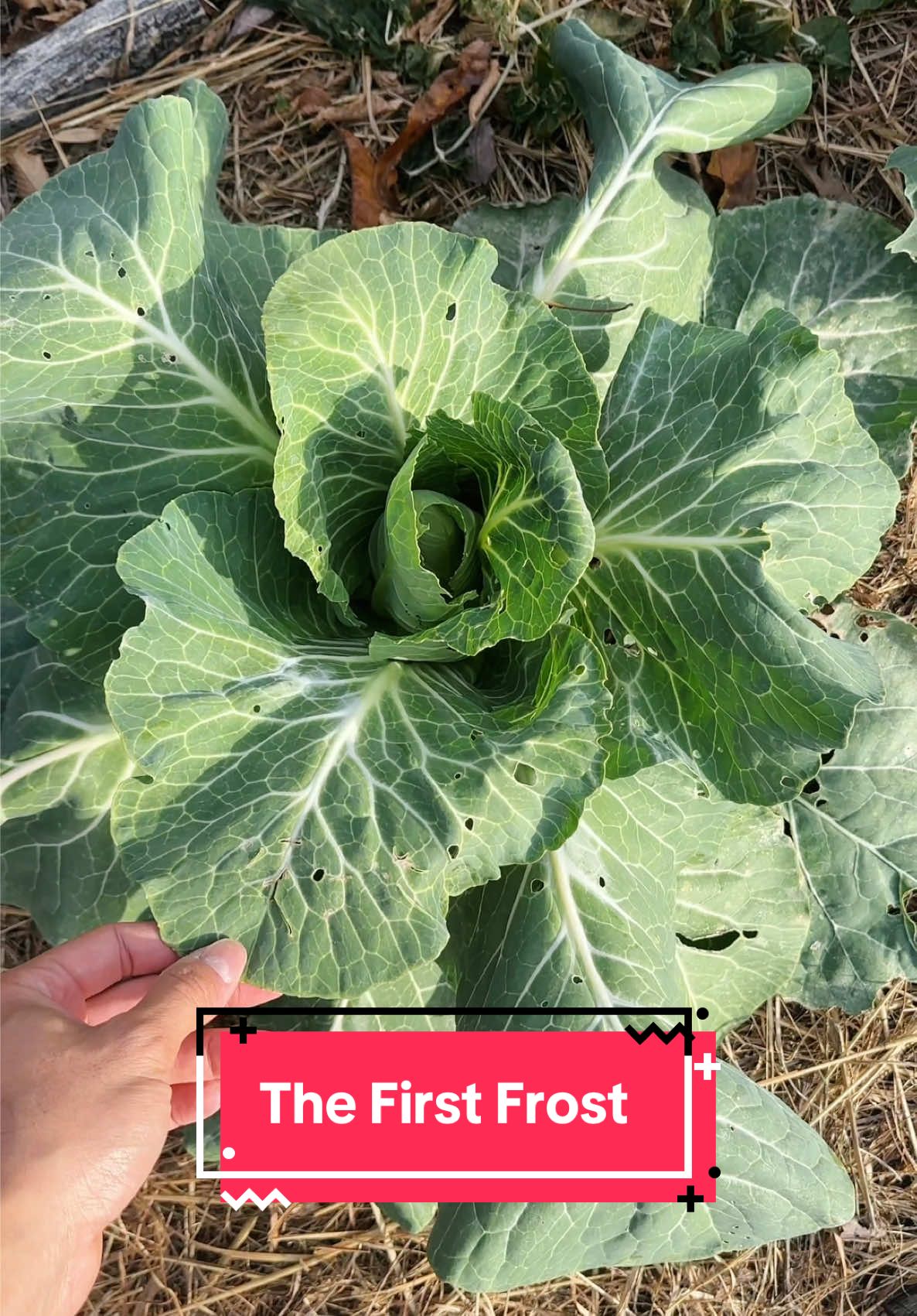 The garden looks TRAGIC. What survived the first frost?! 🥬❄️✨ #garden #farmlife #winter