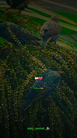 taasi waa fadeexeen_🫶❤️‍🩹🔥_#zaky_somali #motivation #yaasirmuqtaar #zaky_somali_🧑‍💻 