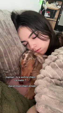 dodo @milo_le_teckel #teckelarlequin 