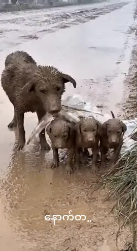 #မြင်တွေ့ရင်သနာအောင်လို့ 