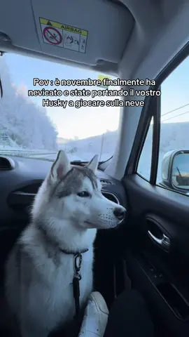 Se vuoi vedere un Husky felice portalo sulla neve ❤️❄️ #husky#snow#fyp#huskylife#pt  