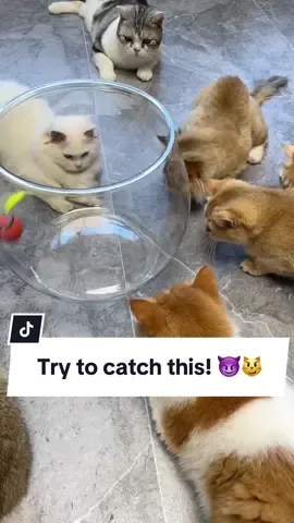 Get this Speedy Tail Toy for your cat to play🐈