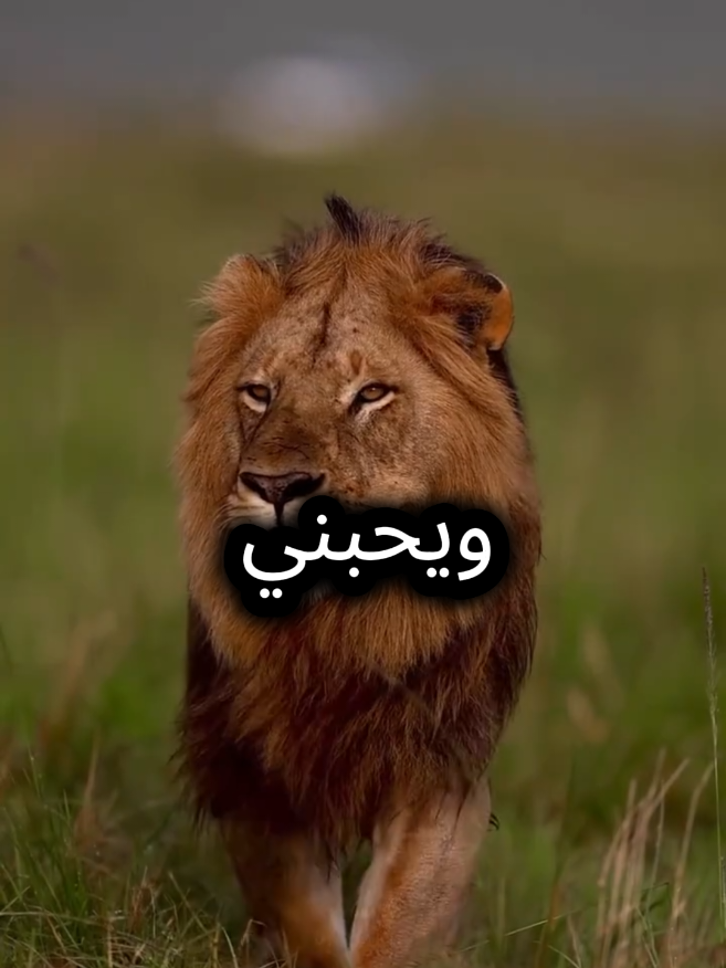 ابي رجل صالح.... حق له أن تكون الجنة تحت أقدامه #اقتباسات_عبارات_خواطر #اقتباسات #عبارات 