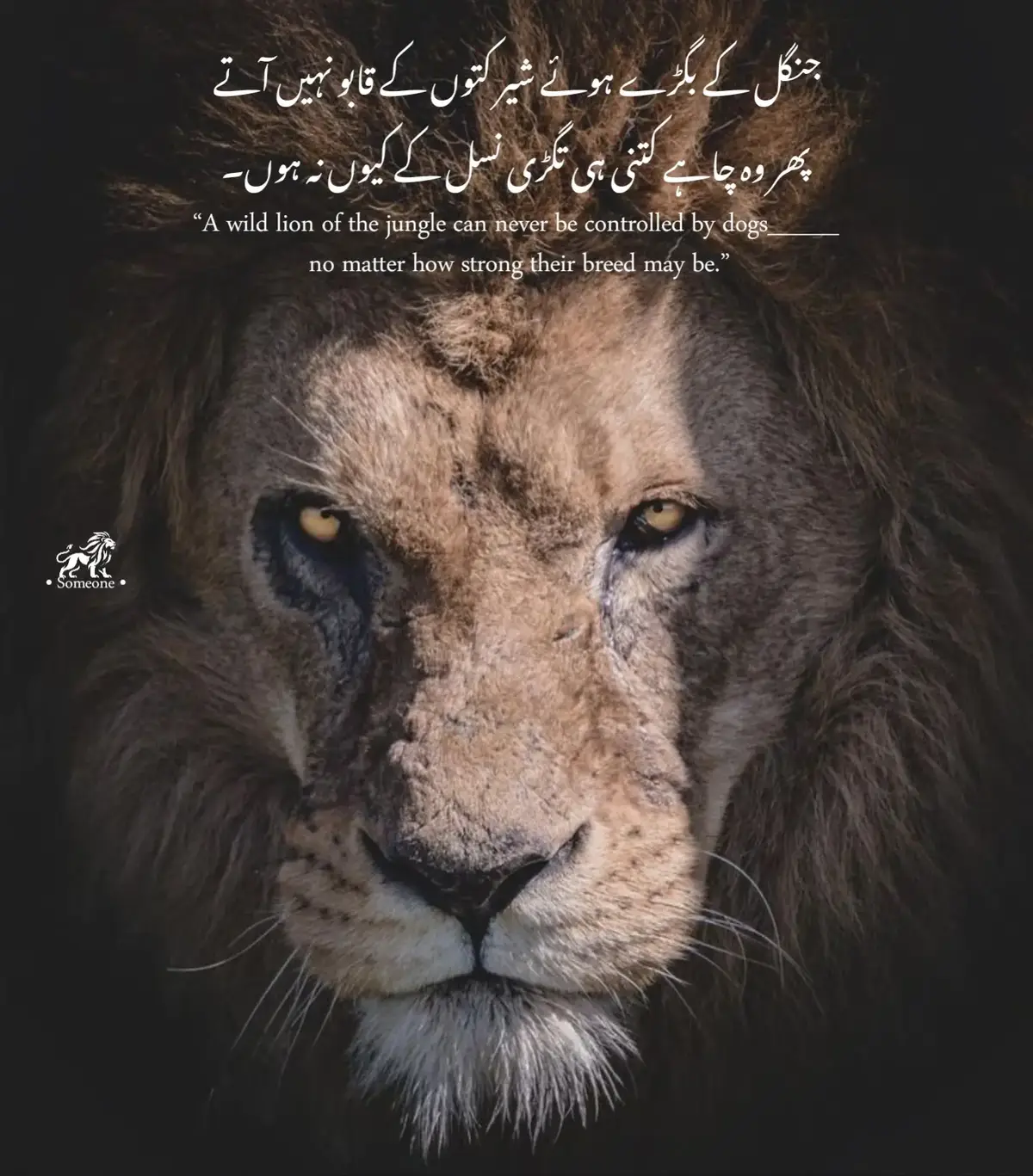 وجہ سادہ ہے: طاقت کبھی تعداد میں نہیں ہوتی، وہ خون میں ہوتی ہے، وہ آنکھ کے ٹھہراؤ میں ہوتی ہے، وہ اُس خاموش وقار میں ہوتی ہے جسے دیکھ کر بڑے بڑے جھنڈ کی ٹانگیں کانپنے لگتی ہیں۔ کتّے ہمیشہ اکٹھے ہو کر حملہ کرتے ہیں کیونکہ انہیں اندر سے معلوم ہوتا ہے کہ اگر تنہا آ گئے تو ایک جھپٹہ ہی ان کی نسلیں یاد رکھیں گی۔ مگر شیر؟ وہ اکیلا بھی پورا جنگل الٹ دینے کی سکت رکھتا ہے، اور وہ بھی بغیر شور مچائے۔ وہ دشمنوں کے شور سے نہیں بلکہ ان کی کمزوری سے پہچانتا ہے۔ کمزور ہمیشہ بھونکتے ہیں تاکہ اپنے خوف کو چھپا سکیں۔ اور شیر؟ وہ کبھی نہیں بھونکتا، وہ سیدھا وار کرتا ہے۔ اسے نہ جھنڈ سے فرق پڑتا ہے، نہ نسل سے۔ اس کے سامنے سب کی اصلیت کھل کر سامنے آ جاتی ہے — کچھ اپنی آواز سے، کچھ اپنی اوقات سے۔ زندگی بھی ایسا ہی جنگل ہے۔ جب تم شیر کی طرح اپنی جگہ پر اٹل کھڑے ہو جاؤ، تو تگڑی نسلوں کا غرور بھی کرچیوں میں بدل جاتا ہے۔ لوگ چاہے جتنے اکٹھے ہو جائیں، ان کی تعداد تمہاری دھاڑ کے سامنے کچھ نہیں۔ یاد رکھو: شیر کبھی ہجوم سے ڈرتا نہیں، ہجوم شیر کے وجود سے ڈرتا ہے۔ اور جس دن شیر ہلکا سا پلٹ کر دیکھ لے، پورا جنگل قدموں میں آ جاتا ہے۔ اگر چاہیں تو میں اسے مزید سخت، مزید کڑوا، یا مزید جارحانہ بھی کر سکتا ہوں۔