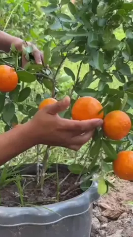 #fyp #ethiopian_tik_tok #habeshatiktok #viraltiktok 