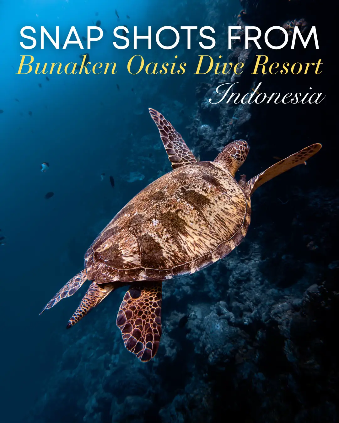 5 days with Bunaken Dive Resort and I honestly didn’t expect to fall for this place the way I did. 💙 Every detail, every meal, every dive… you feel the intention behind it. The care. The love. The choice to do things the harder, more sustainable way simply because it’s the right way. Such an amazing experience staying with a dive resort where luxury and sustainability are woven together so naturally. I came for the diving. I left inspired by the people, the values, and the quiet magic of this place. 🌿💙 Already dreaming of the day I get to come back. #bunaken #diving #wonderfulindonesia #travelindonesia #scuba      