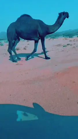 #المجاهيم_ندر_البل #شهران_العريضة #المجاهيم_الغوالي 