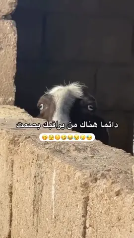 ياللي تطالع وكأنك ما تطالعني 🤌🏻👊🏻 دايما هناك من يراقب بصمت ❤️🤔🙏🏻 #ahmadalfalasi #thailand #bangkok #nanastreet #شارع_العرب_بانكوك 