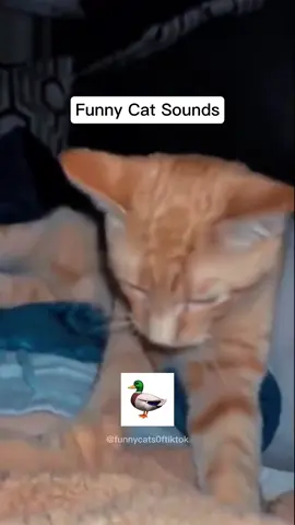 #funnymoments #foryou #fyp #followers➕ 