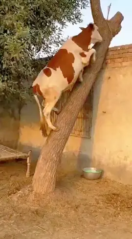 #cow #climbing #tree #jumps #rooftop #street #funny #video #viralvideo #funnyvideos #foryoupage #trending #viral #foryou #sora #ai #sora2 #aivideo #funnycow #cowsoftiktok #PetsOfTikTok #animalsoftiktok #plzviral🥺🥺🙏🙏foryoupage #fyp #creatorsearchinsight 