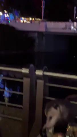 🫣✨ POV: Even the possums came for the Disney dining experience. We definitely enjoyed the free entertainment. #disneyparks #disneyworld #fyp #disney #mickeyverymerrychristmasparty 