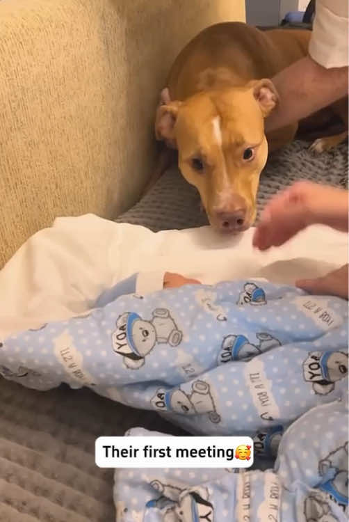 “Love at first sight”❤️#dog #baby #Love #bestfriend #fyp 