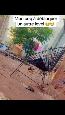 #funny #drôle #animaux  @AHANDESSI Habib Wilfreed  @manoutonofficiel  @Jules citronné 