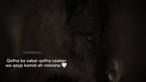 WA qeyb kamid ah nolosha. #fypviral #fyシviral #maahiz #foryou #foryoupage 