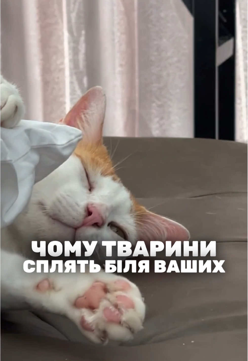 А де спить ваш хвостик? Діліться у коментарях  #esviarpharm #собака #ветпрепарати #здоровятварин #котик 