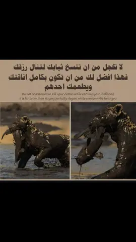 #حالات_واتس #ترند_تيك_توك #فولو #الشعب_الصيني_ماله_حل😂😂 #💔 