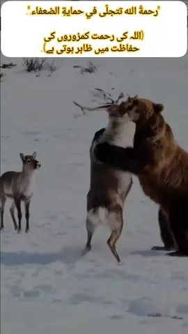 وَمَا تِلْكَ بِيَمِينِكَ يَا مُوسَىٰ 